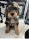 Golden Doodle Puppies for sale in Coral Springs, FL, USA. price: $2,000
