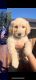 Golden Doodle Puppies for sale in Sacramento, CA, USA. price: $1,000