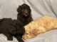 Golden Doodle Puppies for sale in Bowling Green, KY, USA. price: $500