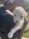 Golden Doodle Puppies for sale in Charlotte, NC, USA. price: $1,500