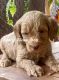 Golden Doodle Puppies for sale in Pineville, WV 24874, USA. price: $100,000
