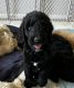 Golden Doodle Puppies for sale in Wellington, FL, USA. price: $1,200