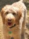 Golden Doodle Puppies for sale in San Antonio, TX 78256, USA. price: $800
