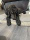 Golden Doodle Puppies for sale in Snellville, GA 30078, USA. price: NA