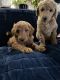 Golden Doodle Puppies for sale in Savannah, GA, USA. price: $1,500