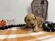 Golden Doodle Puppies for sale in Danielsville, GA 30633, USA. price: $1,500
