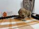 Golden Doodle Puppies for sale in Danielsville, GA 30633, USA. price: $1,200