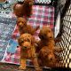 Golden Doodle Puppies for sale in New York, NY, USA. price: $501