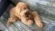 Golden Doodle Puppies for sale in 104 Browns Mill Dr, Alexandria, VA 22304, USA. price: $3,000