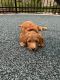 Golden Doodle Puppies for sale in Fairfax, VA 22030, USA. price: $1,500