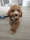 Golden Doodle Puppies for sale in Davenport, FL, USA. price: $4,500