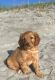 Golden Doodle Puppies for sale in Charleston, SC, USA. price: $1,500