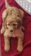 Golden Doodle Puppies for sale in Oak Harbor, WA 98277, USA. price: $1,900