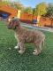 Golden Doodle Puppies for sale in Tucson, AZ, USA. price: $1,600