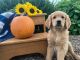 Golden Doodle Puppies for sale in 976 Kings Corners Rd, Union Springs, NY 13160, USA. price: $650