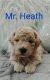 Golden Doodle Puppies for sale in Worcester, MA 01604, USA. price: $1,300
