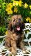 Golden Doodle Puppies for sale in Clearwater, FL, USA. price: $350