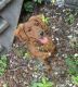 Golden Doodle Puppies for sale in Elkton, MD 21921, USA. price: $500