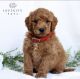 Golden Doodle Puppies for sale in Irvine, CA, USA. price: $1,500