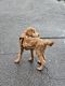 Golden Doodle Puppies for sale in New York, NY, USA. price: $50,000