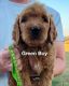 Golden Doodle Puppies for sale in Anderson, TX 77830, USA. price: $400