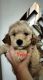 Golden Doodle Puppies for sale in Worcester, MA 01604, USA. price: $1,100