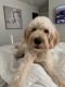 Golden Doodle Puppies for sale in Oviedo, FL 32765, USA. price: $600