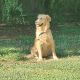 Golden Doodle Puppies for sale in High Point, NC, USA. price: NA