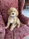 Golden Doodle Puppies for sale in Lorain County, OH, USA. price: $500