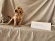 Golden Doodle Puppies for sale in High Point, NC, USA. price: $1,500