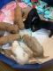 Golden Doodle Puppies for sale in Acworth, GA, USA. price: $1,500