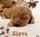 Golden Doodle Puppies for sale in Big Lake, MN, USA. price: $2,000