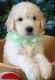 Golden Doodle Puppies for sale in Greensboro, NC, USA. price: $450