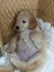 Golden Doodle Puppies for sale in San Jose, CA 95131, USA. price: $950