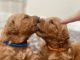 Golden Doodle Puppies for sale in Miami, FL 33177, USA. price: $2,200
