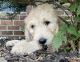 Golden Doodle Puppies for sale in York, SC 29745, USA. price: $1,000