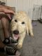 Golden Doodle Puppies for sale in San Diego, CA 92117, USA. price: NA