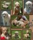 Golden Doodle Puppies for sale in Montgomery, AL 36123, USA. price: $300