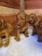 Golden Doodle Puppies for sale in North Highlands, CA, USA. price: $1,800