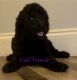 Golden Doodle Puppies for sale in MAGNOLIA SQUARE, FL 34771, USA. price: $1,500