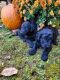 Golden Doodle Puppies for sale in Fedscreek, KY 41524, USA. price: NA