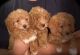 Golden Doodle Puppies for sale in Dover, DE, USA. price: $1,000