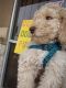Golden Doodle Puppies for sale in Little Elm, TX, USA. price: $1,500