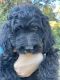 Golden Doodle Puppies for sale in Knoxville, TN, USA. price: $650