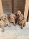 Golden Doodle Puppies for sale in North Highlands, CA, USA. price: $1,800