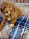 Golden Doodle Puppies for sale in Grabill, IN 46741, USA. price: $350