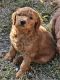 Golden Doodle Puppies for sale in Fulton, MO 65251, USA. price: $650