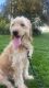 Golden Doodle Puppies for sale in Parsippany, NJ 07054, USA. price: $1,500