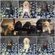 Golden Doodle Puppies for sale in Madera, CA, USA. price: $1,500