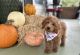 Golden Doodle Puppies for sale in Fort Worth, TX 76117, USA. price: $1,200